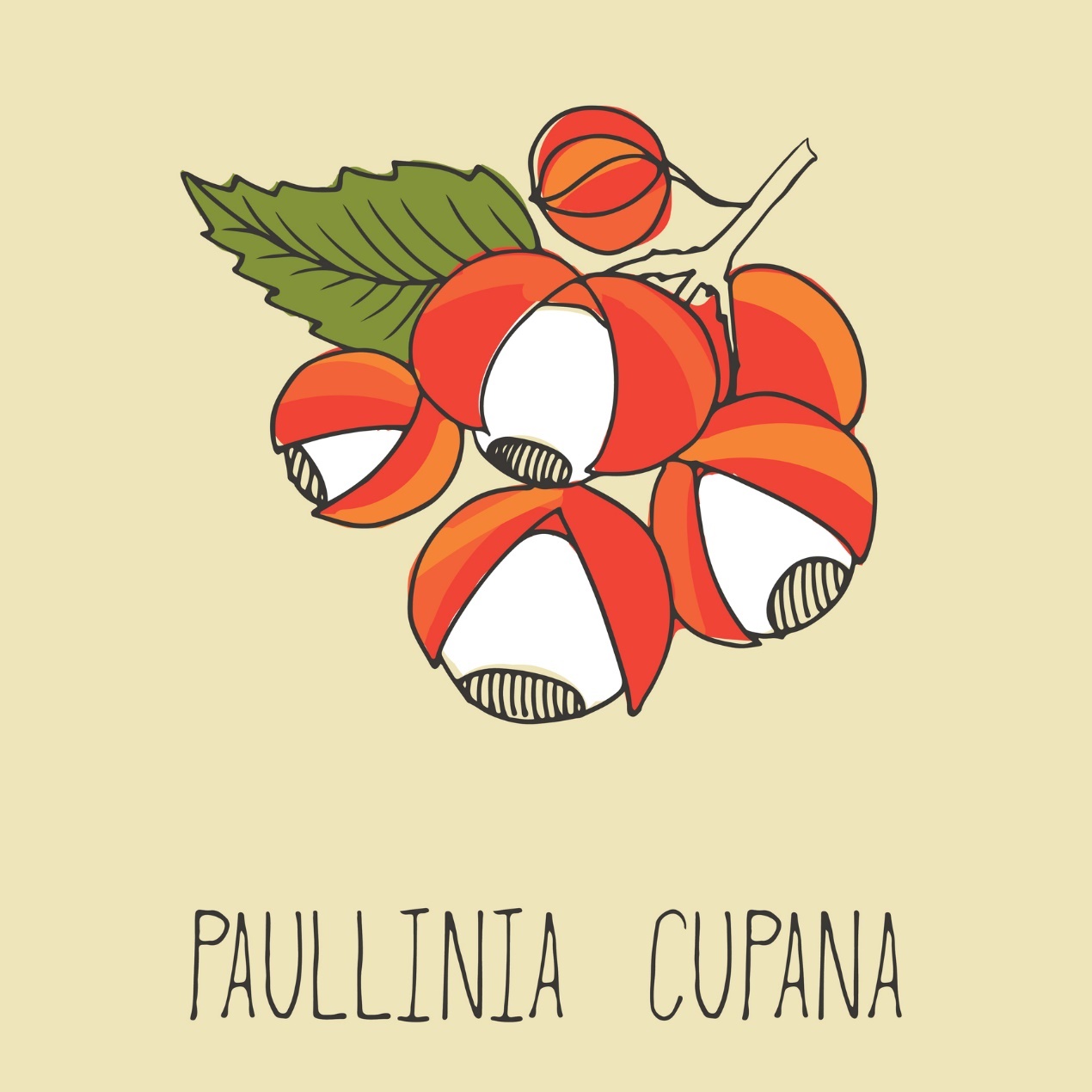 Guaranà - Paullinia cupana