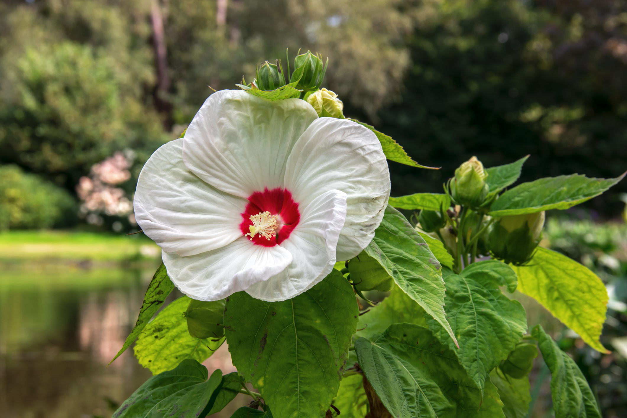 Ibisco di palude (Hibiscus moscheutos)