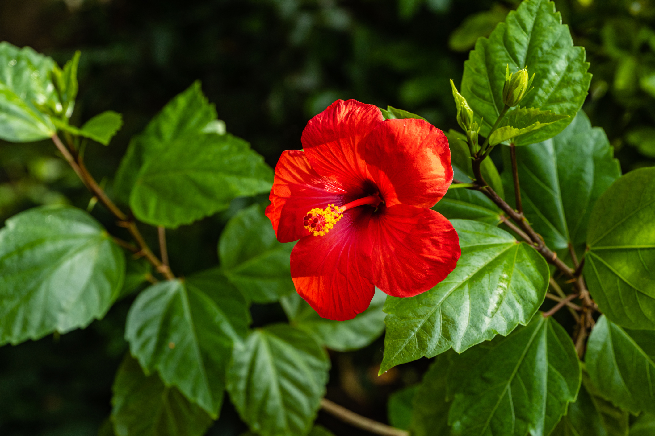 Hibiscus rosa-sinensis - rosa cinese