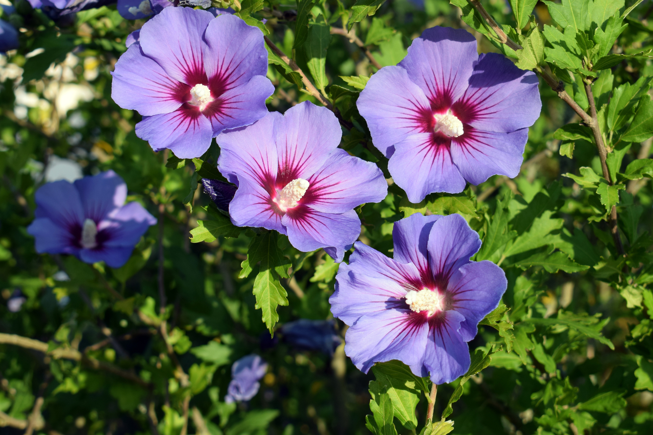 Ibisco siriano (Hibiscus syriacus)