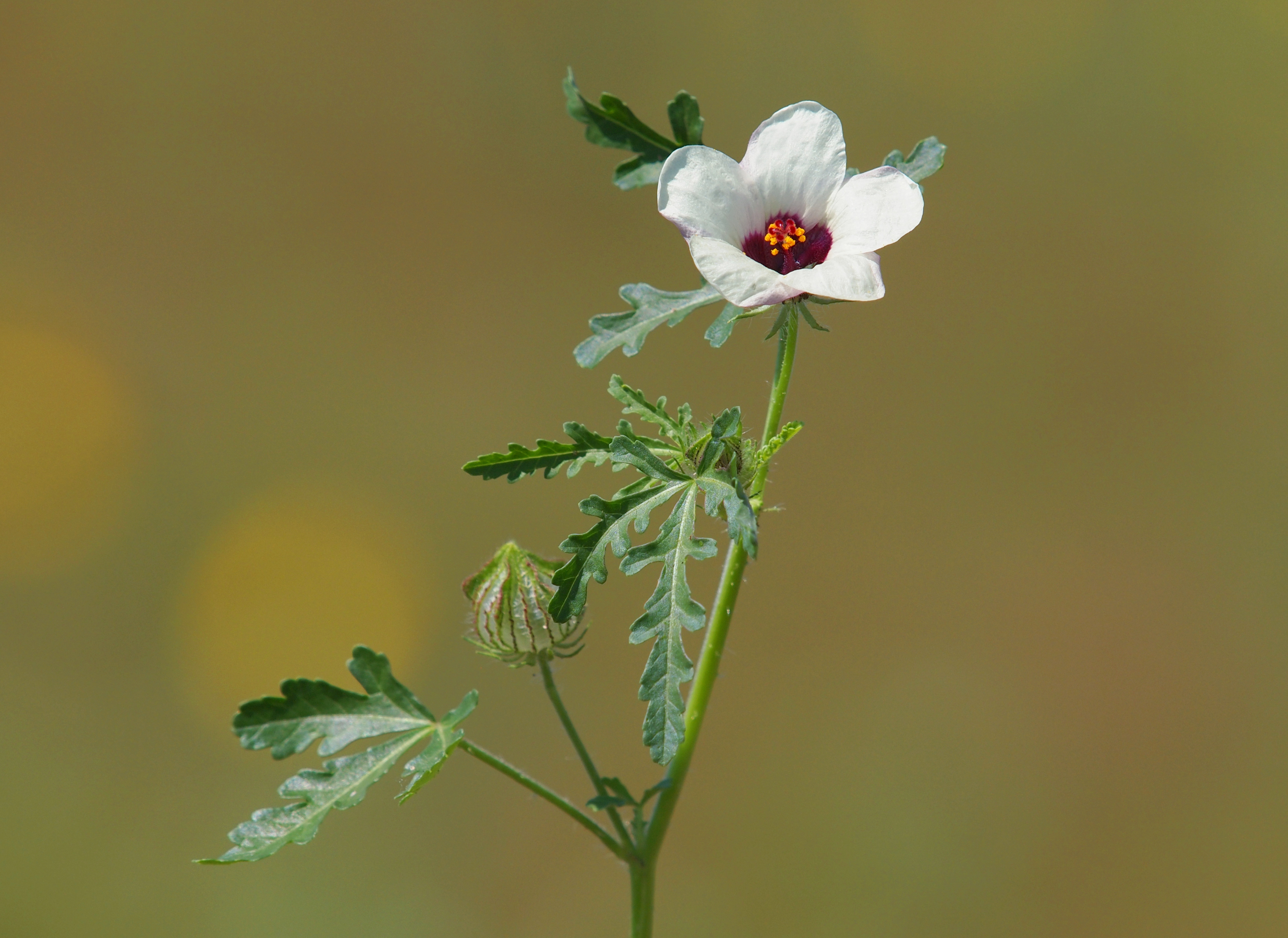 Ibisco trionfale (Hibiscus trionum)