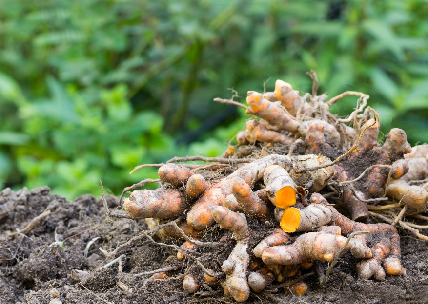 Rizomi (radici) di Curcuma longa