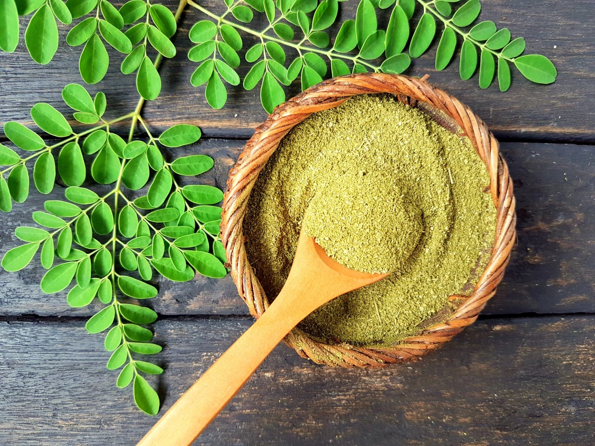 Moringa macinata in una ciotola di acqua bollente, foglie di albero