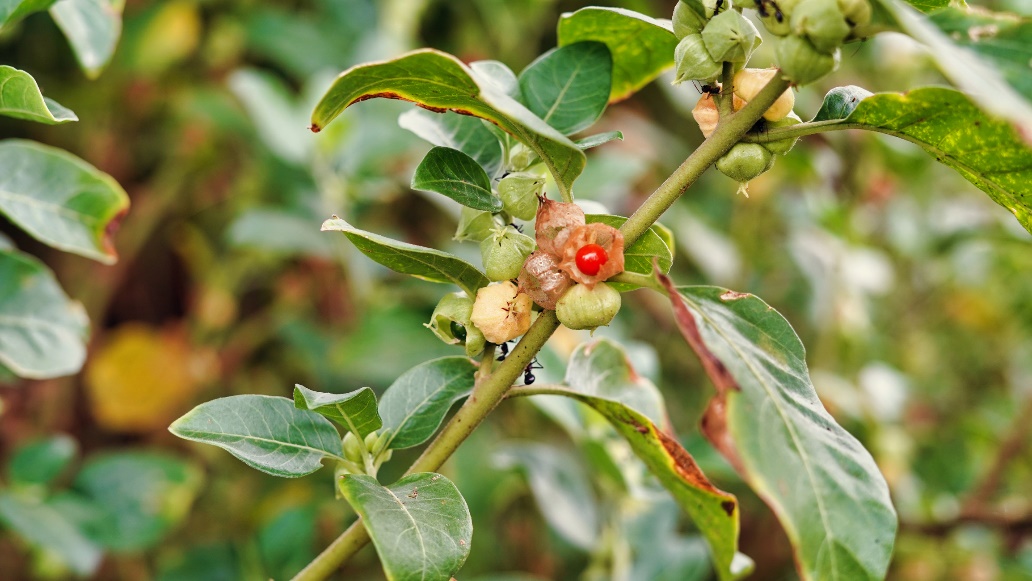 La pianta di Ashwagandha in natura