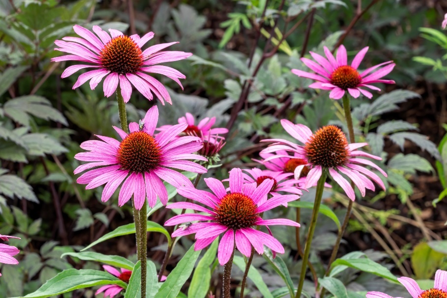 La pianta Echinacea purpurea