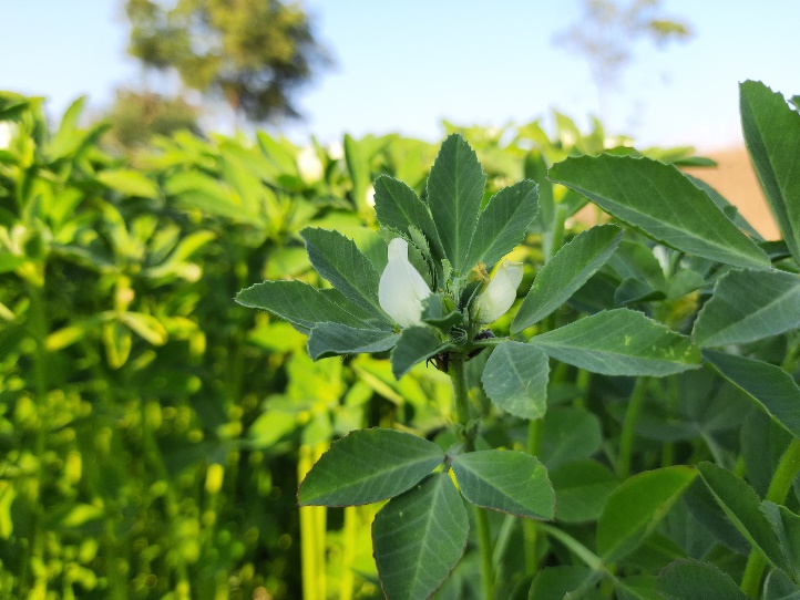 L'erba fieno greco (Trigonella Foenum Graecum) che cresce in natura