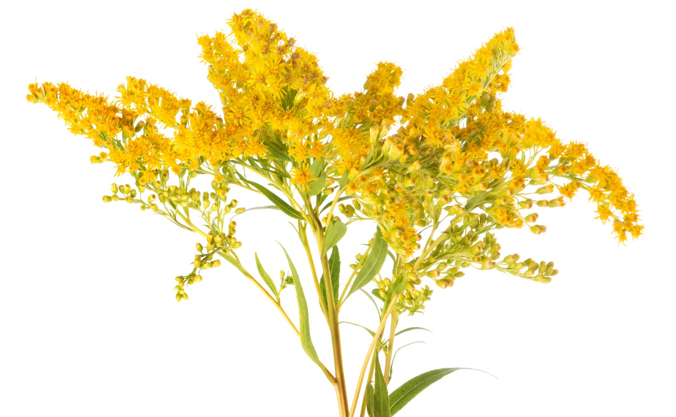 Solidago virgaurea - verga d'oro