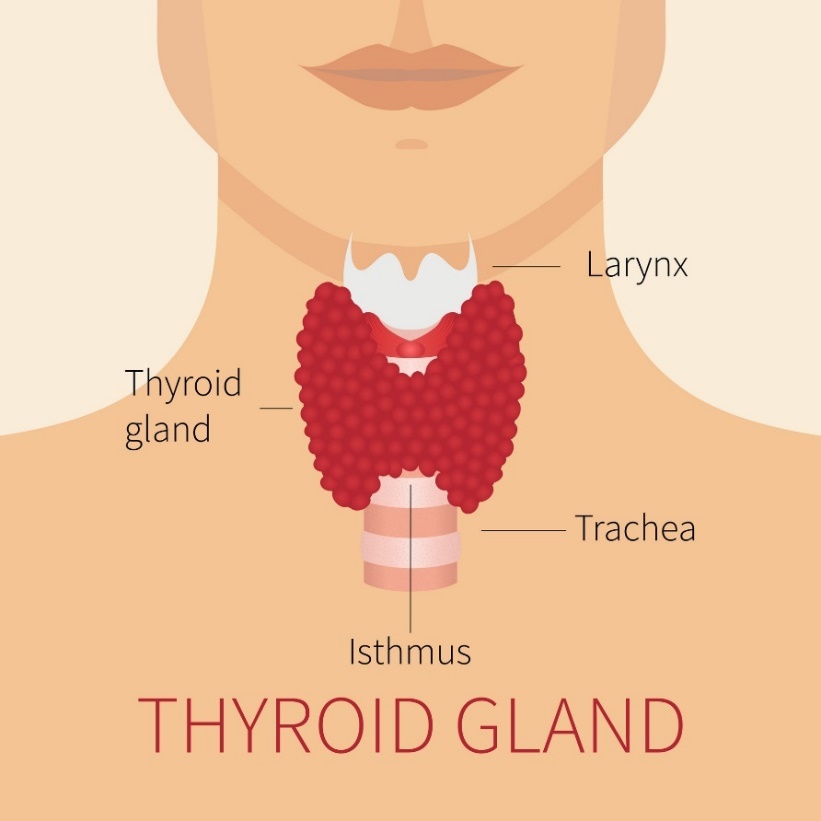 Anatomia della ghiandola tiroidea