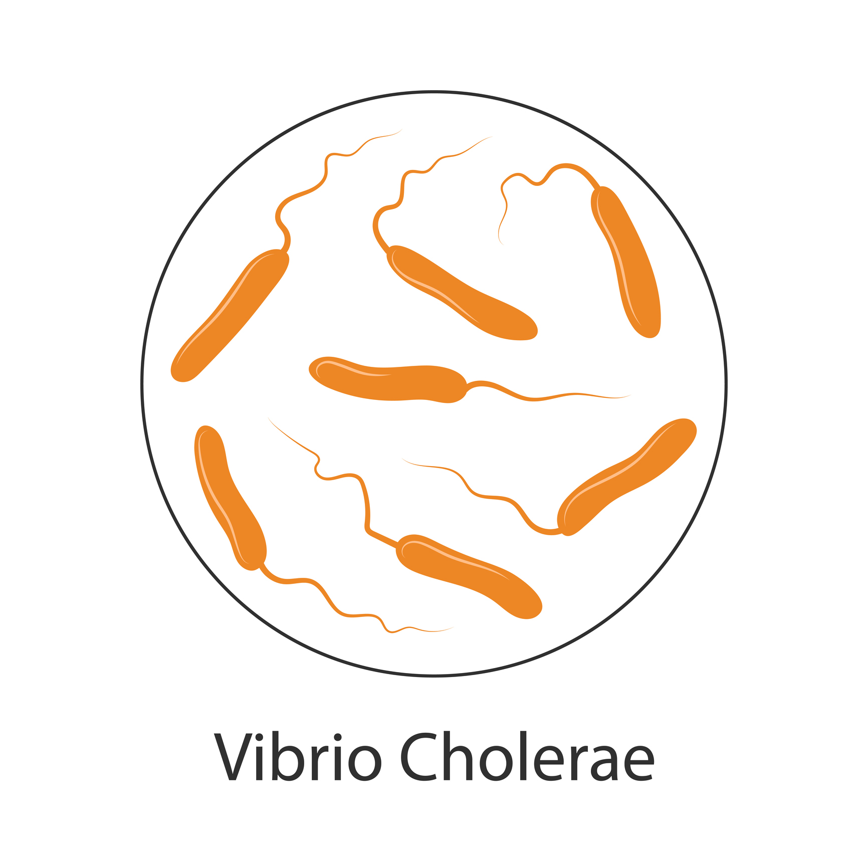 Batterio del colera Vibrio cholerae