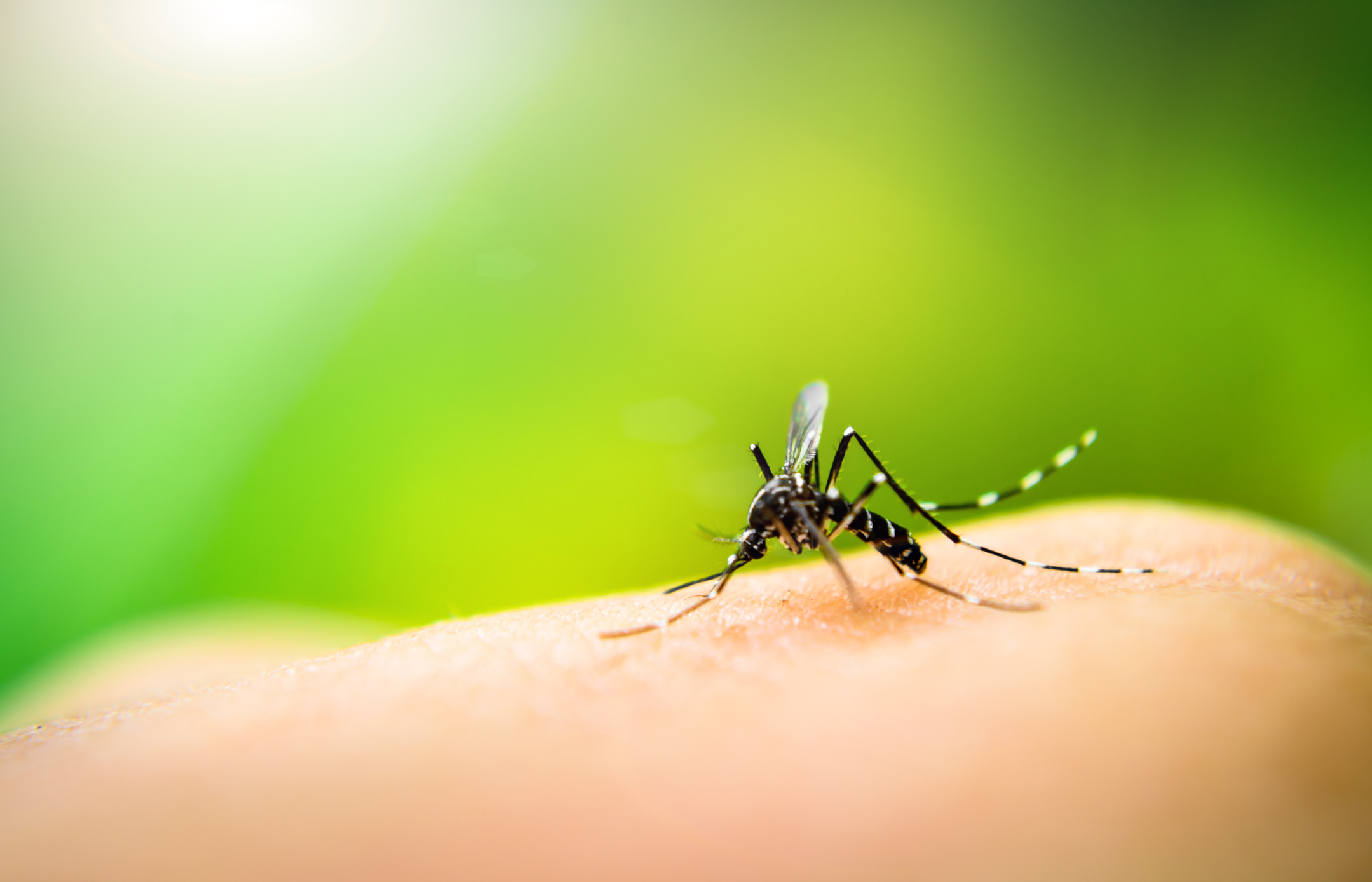 Zanzara Aedes aegypti