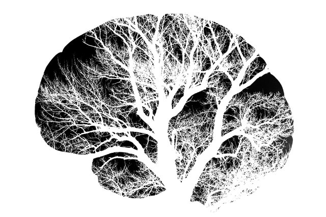 Modello di cervello