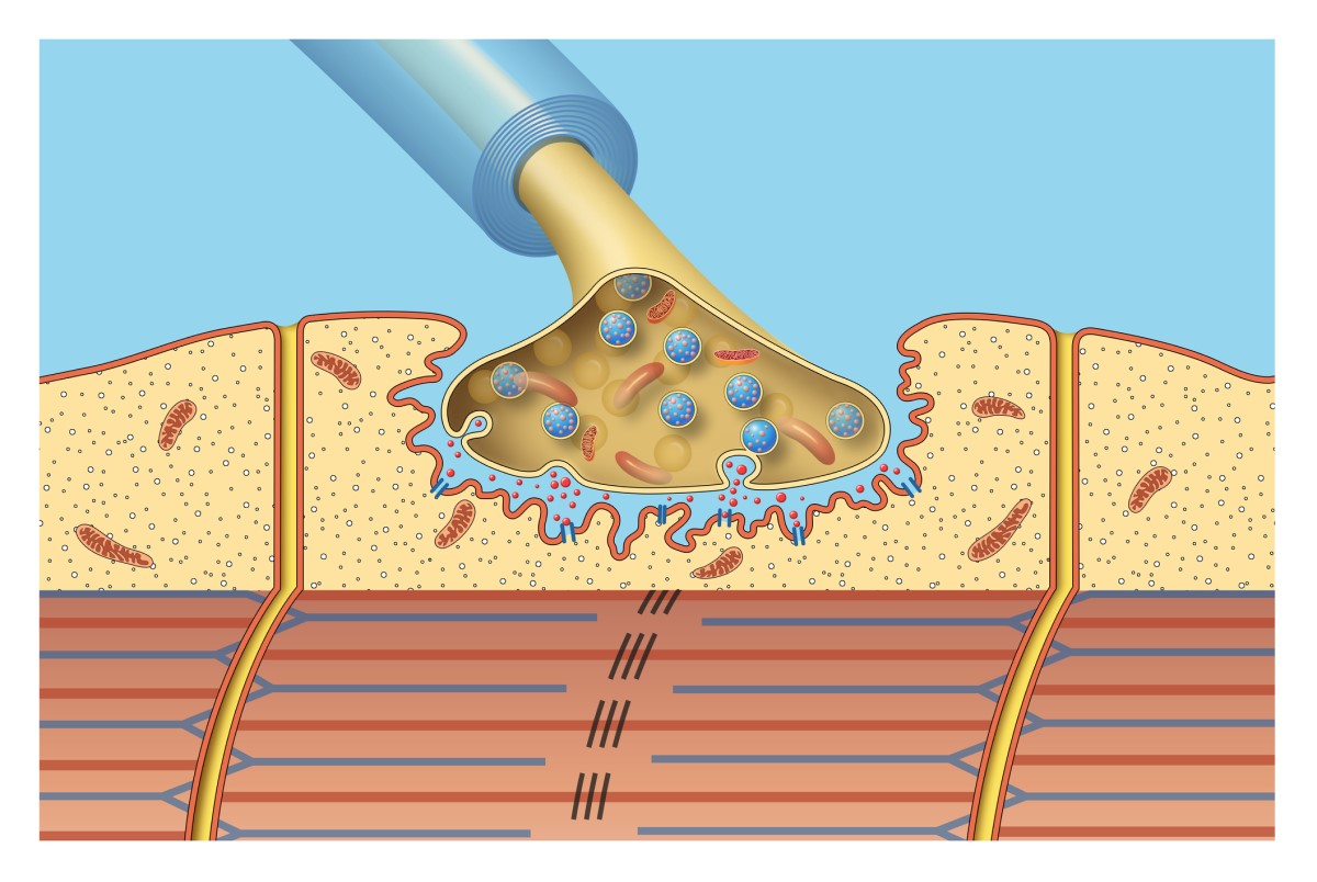 Connessioni neuromuscolari - immagine animata, modello