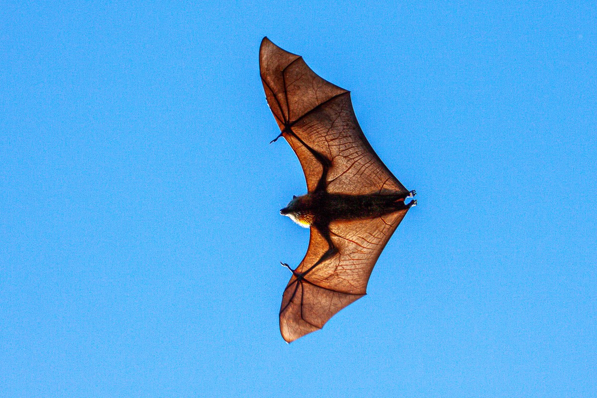 Pipistrello portatore del virus Lyssa - in volo, cielo blu