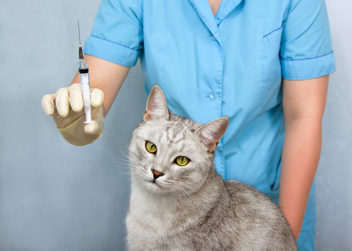 Vaccinazioni - veterinario e gatto, iniezioni, vaccino