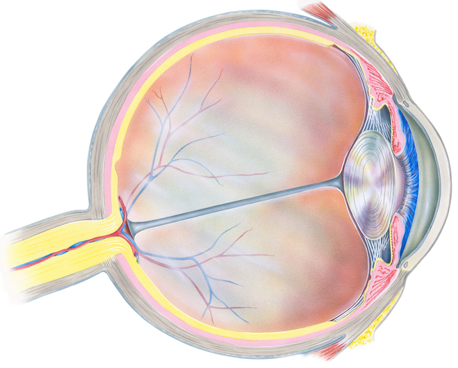 Rappresentazione anatomica dell'occhio