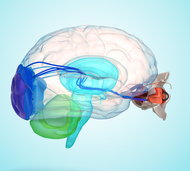 L'occhio e il cervello rappresentati anatomicamente