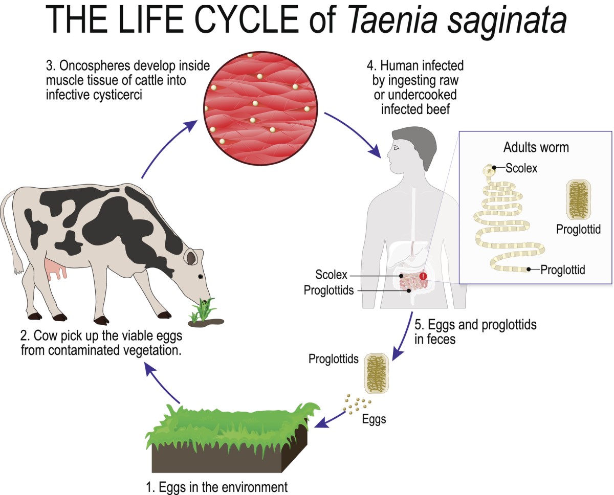 Il ciclo di vita della tenia - dall'ospite intermedio all'uomo