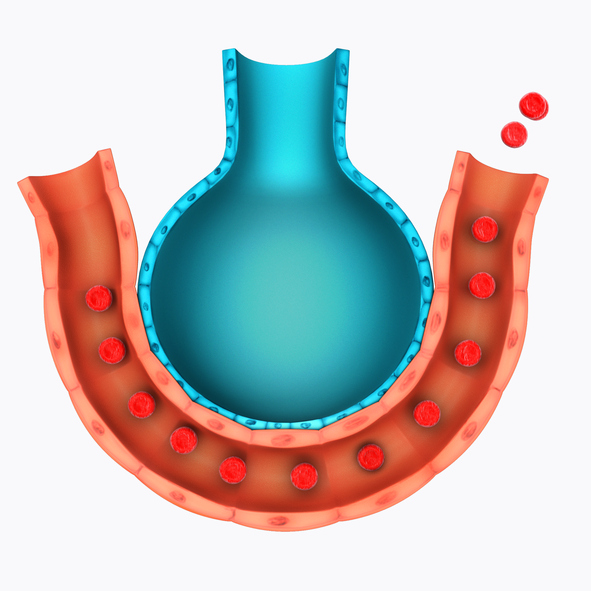 Modello di rappresentazione degli alveoli e dei vasi polmonari, scambio di gas respiratori