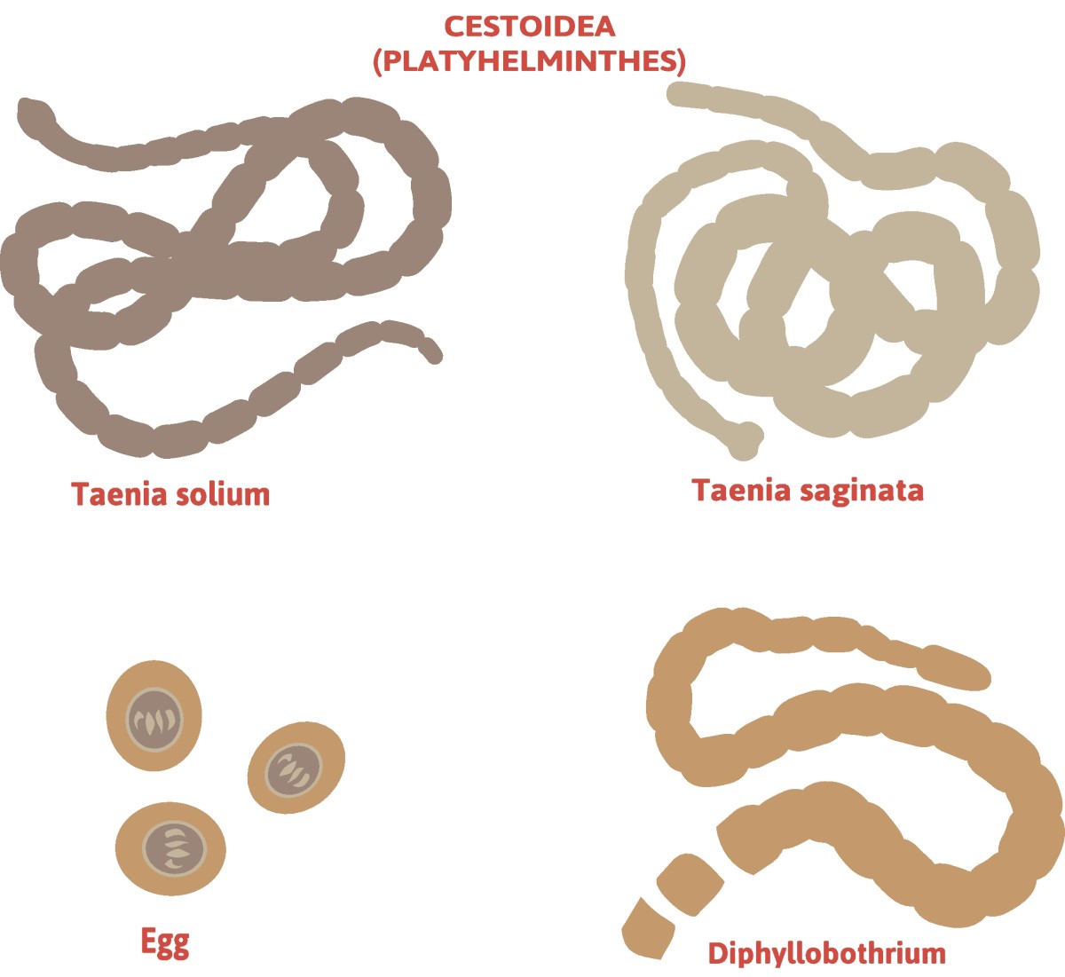 Taenia - divisione delle tenie - Taenia solium (tenia dalle gambe lunghe) + Taenia saginata (tenia indifesa)