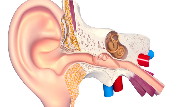 disegno anatomico del sistema uditivo