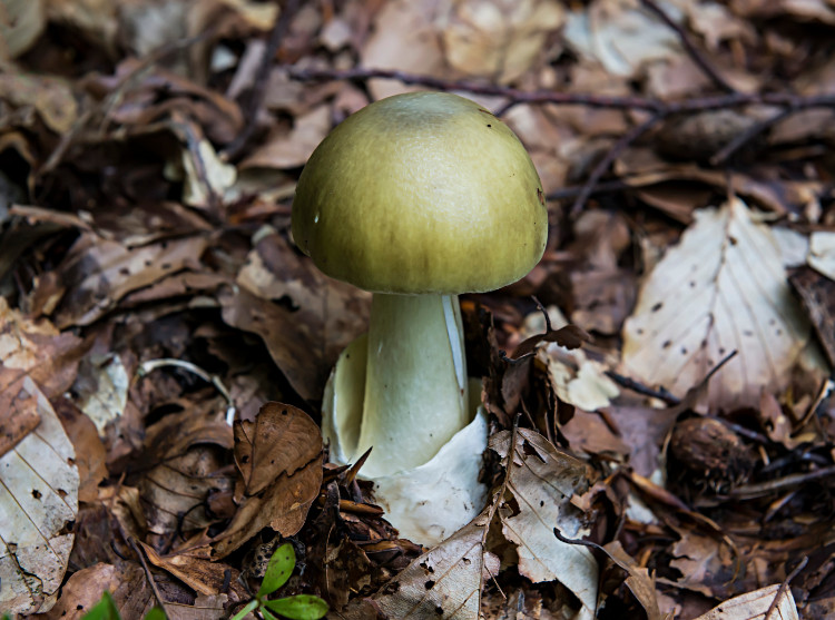 rospo verde nella foresta nel terreno con foglie marroni