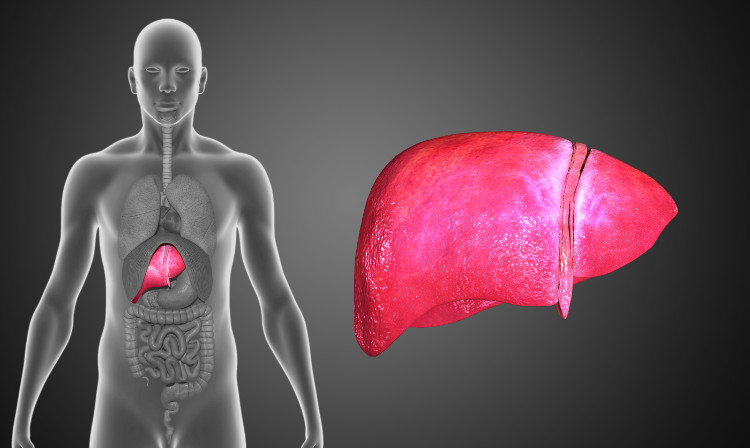 modello umano traslucido con apparato digerente visibile a destra e fegato umano a sinistra