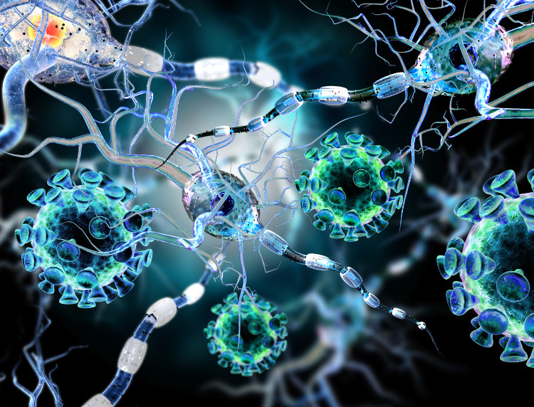 rappresentazione microscopica delle cellule del sistema nervoso dei neuroni