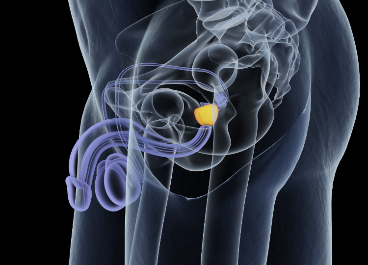 posizionamento anatomico della prostata