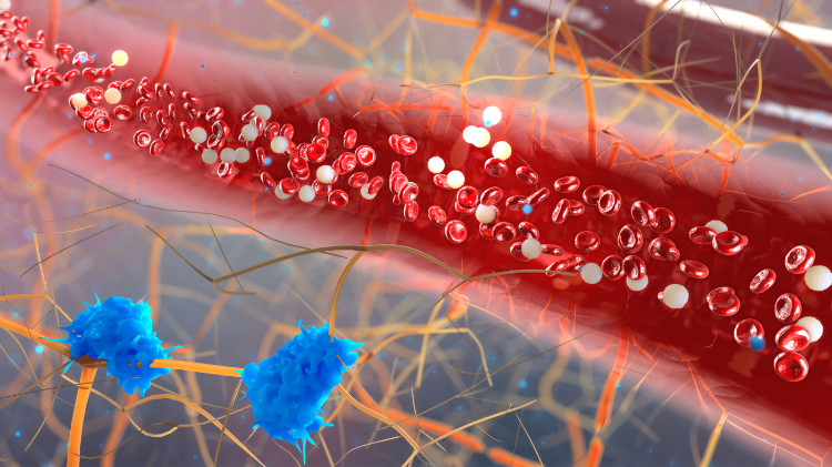 vaso sanguigno ingrandito al microscopio con cellule ematiche visibili e presenza di microrganismi nel flusso sanguigno