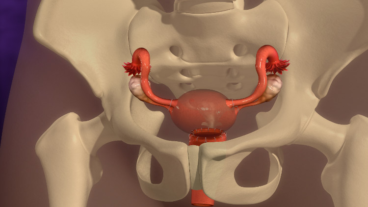 utero anatomicamente situato nello scheletro osseo del piccolo bacino