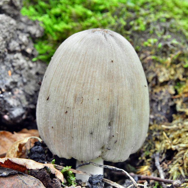 scarabeo stercorario nel bosco accanto a una roccia ricoperta di muschio