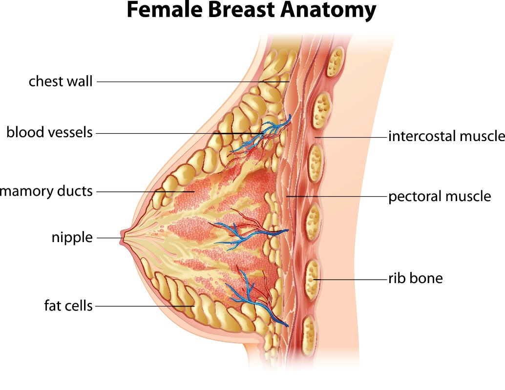 Anatomia del seno femminile