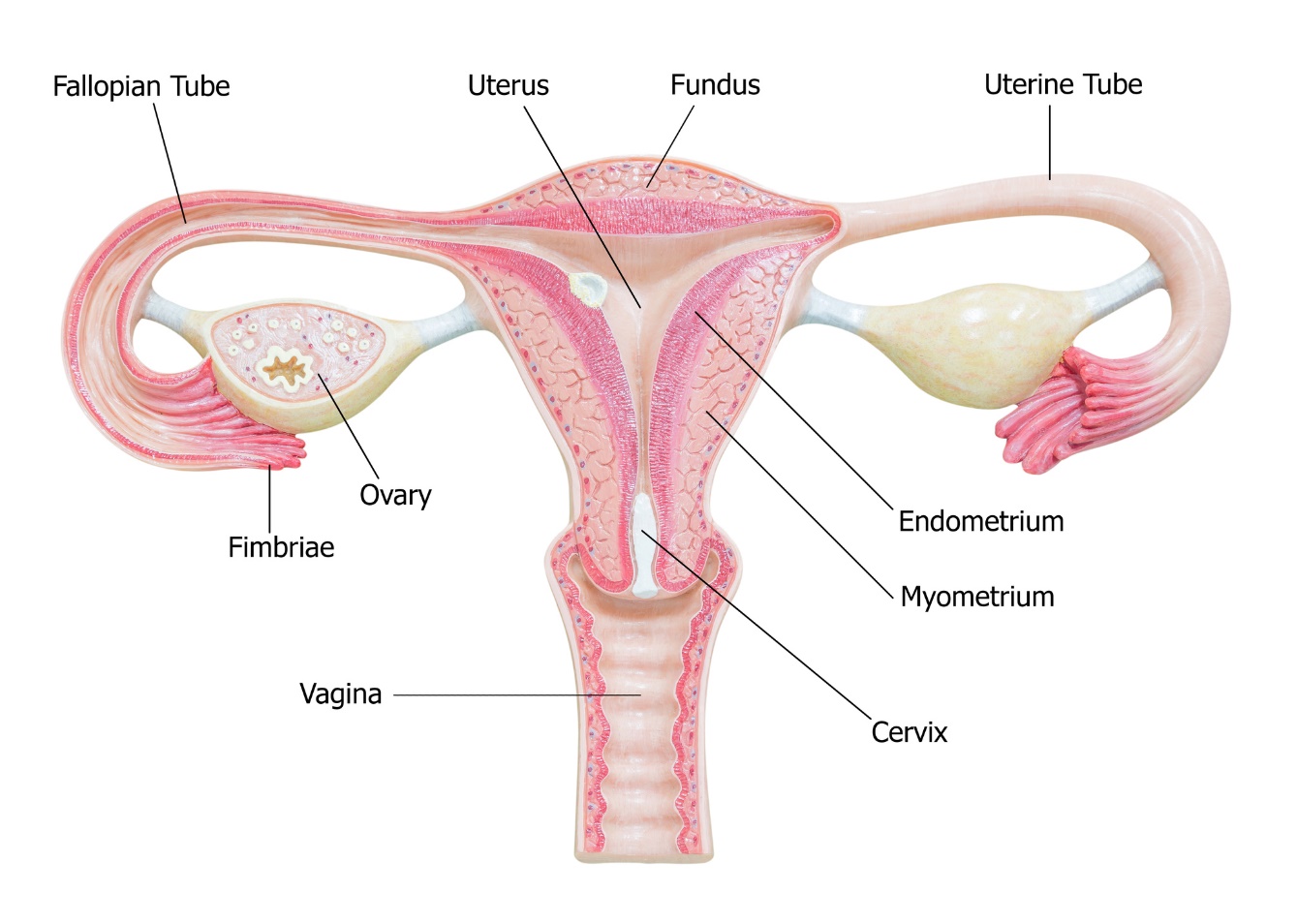 Anatomia degli organi genitali femminili