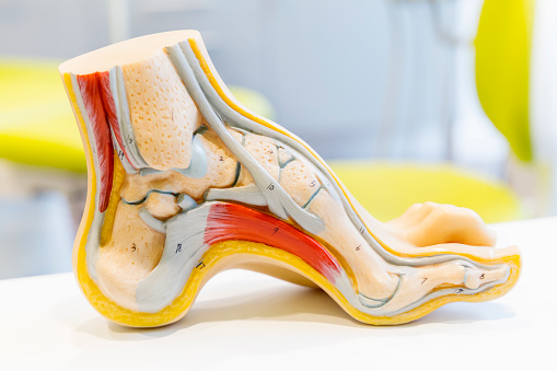 modello anatomico dell'arco plantare