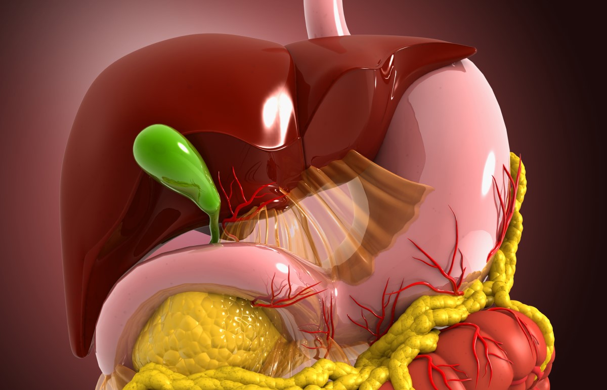 Vista anatomica - modello - apparato digerente, fegato, cistifellea, sistema digestivo