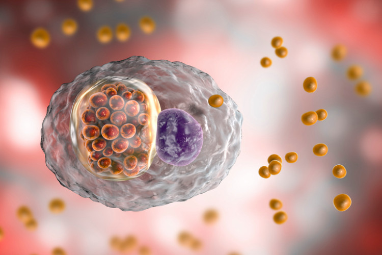 batteri della clamidia all'interno della cellula