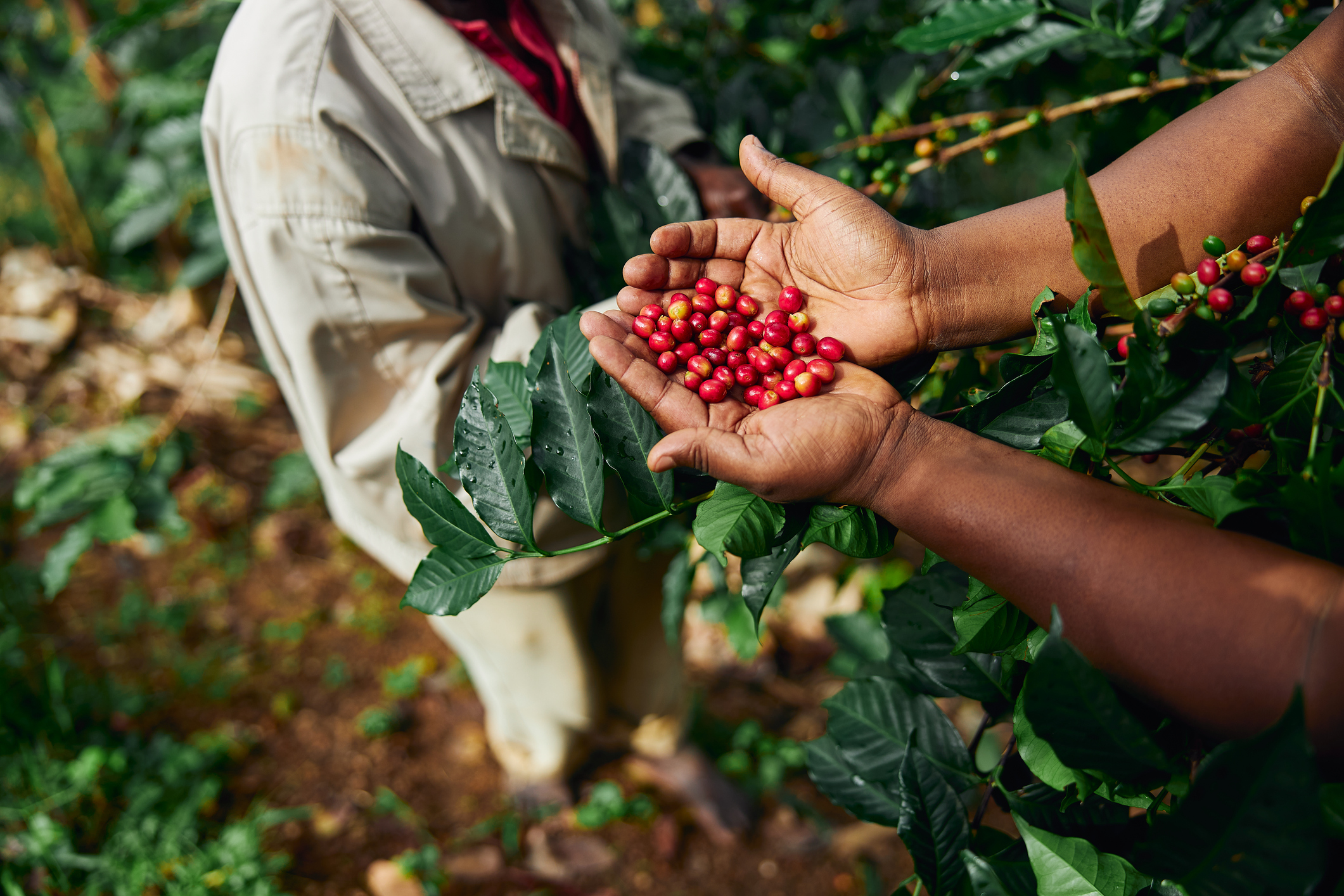 Frutto rosso dell'albero del caffè