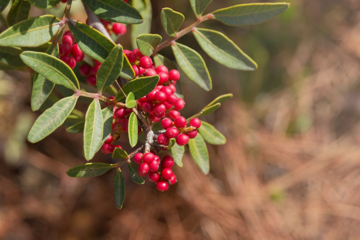 La Pistacia mastix (P. lentiscus) è diffusa come albero o arbusto, soprattutto nelle zone costiere del Mediterraneo.