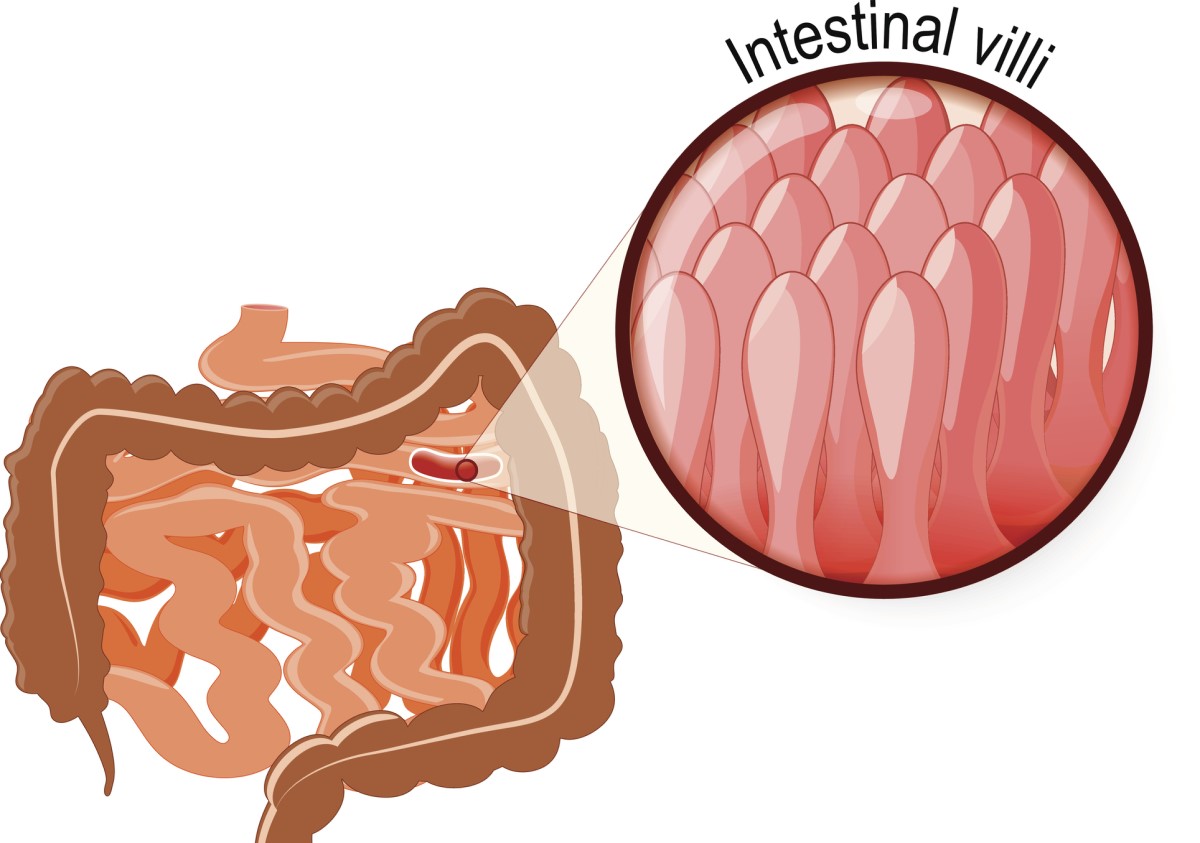 Imaging 3D microscopico dei villi mucosi della parete dell'intestino tenue