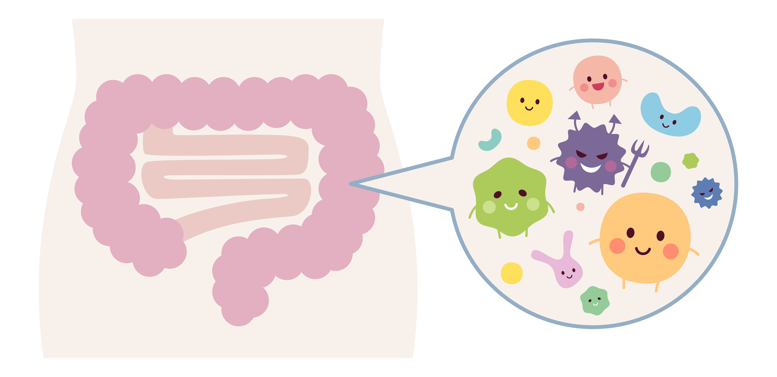 Intestino - lattobacilli