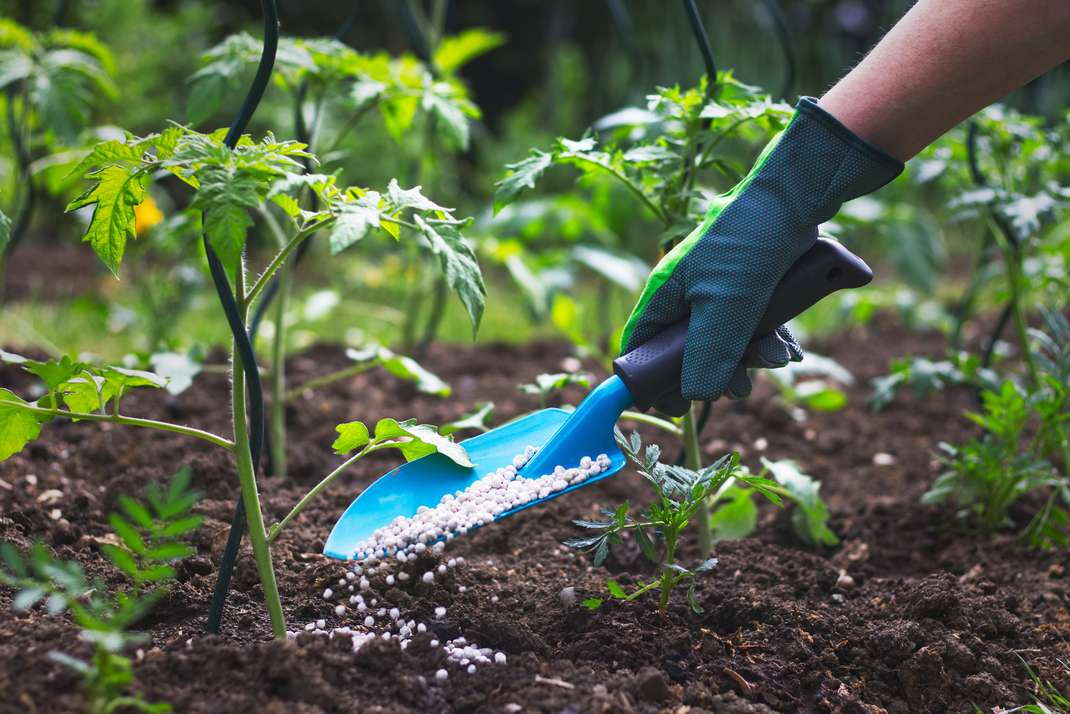 Oggi il fosforo è molto spesso utilizzato a livello industriale come ingrediente di fertilizzanti o pesticidi.