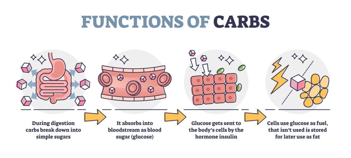 Funzioni dei carboidrati: conversione dei carboidrati ingeriti in zucchero semplice (glucosio) - glucosio nel flusso sanguigno - assorbimento del glucosio da parte delle cellule mediante l'ormone insulina - utilizzo del glucosio come combustibile energetico.