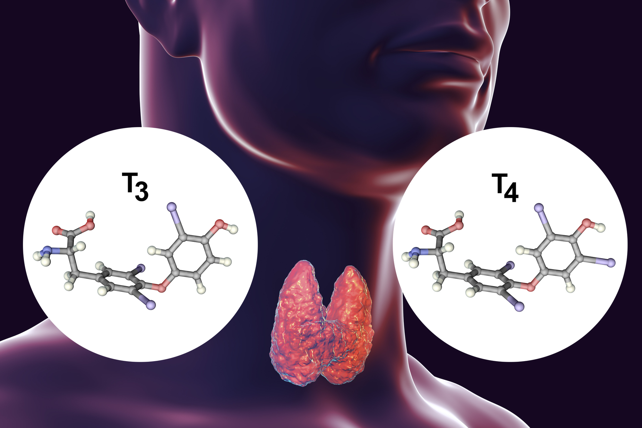 La ghiandola tiroidea è produttrice di ormoni tiroidei - tiroxina (T4) e triiodotironina (T3).