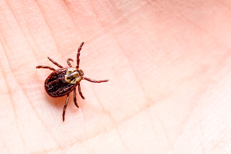 un segno di spunta di colore marrone sul palmo della mano di una persona