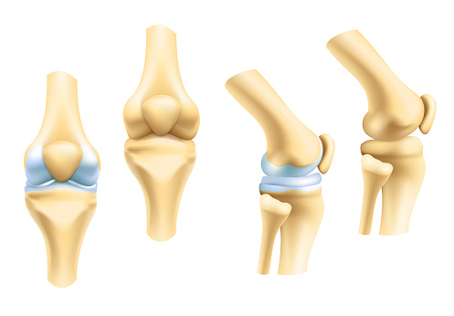 anatomia dell'articolazione del ginocchio vista di fronte e di lato