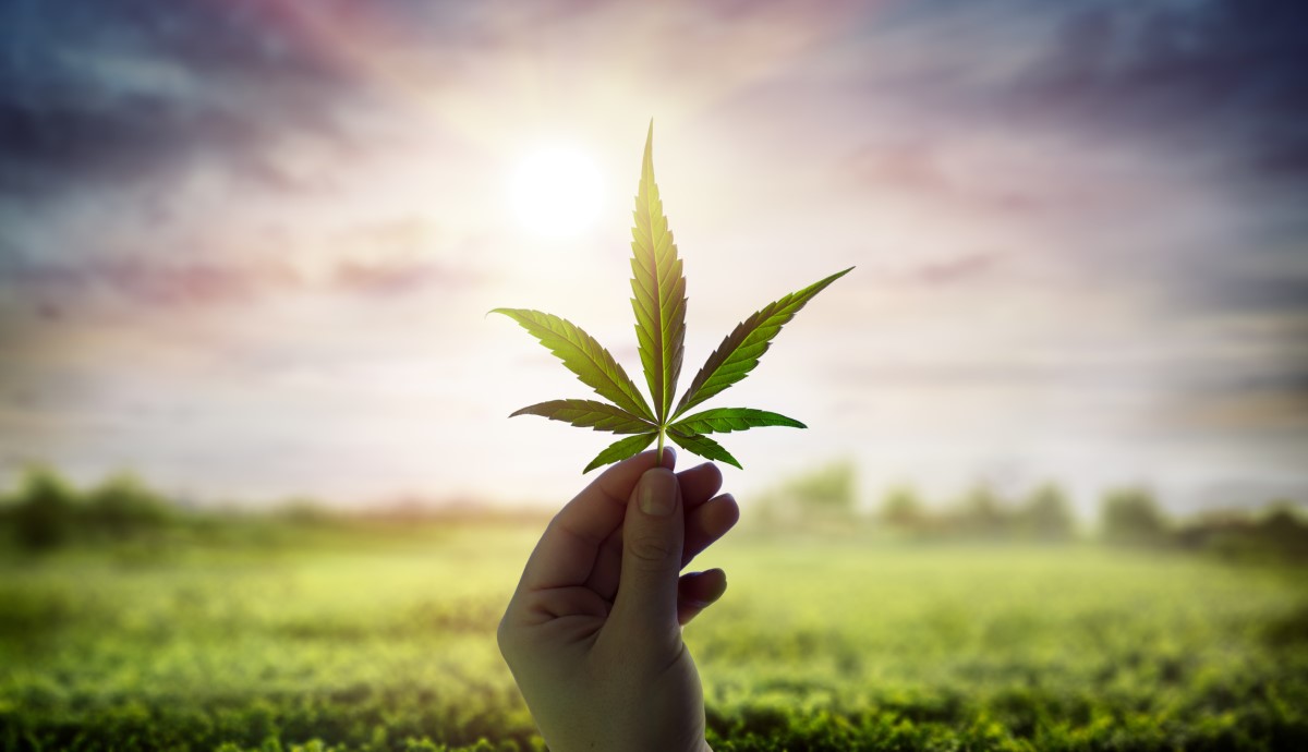 Cannabis e la sua foglia al sole