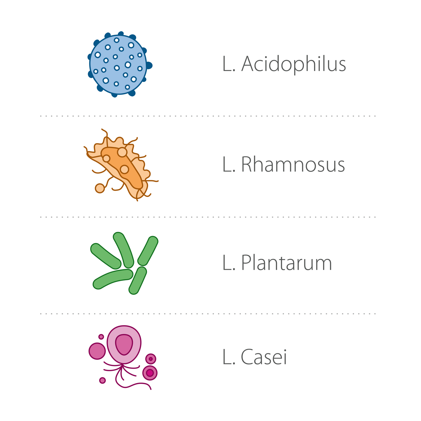 Lactobacilli - specie