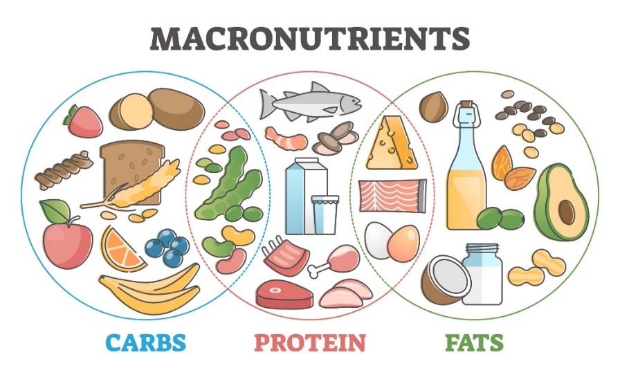 Macronutrienti e loro fonti nella dieta: carboidrati, proteine e grassi.