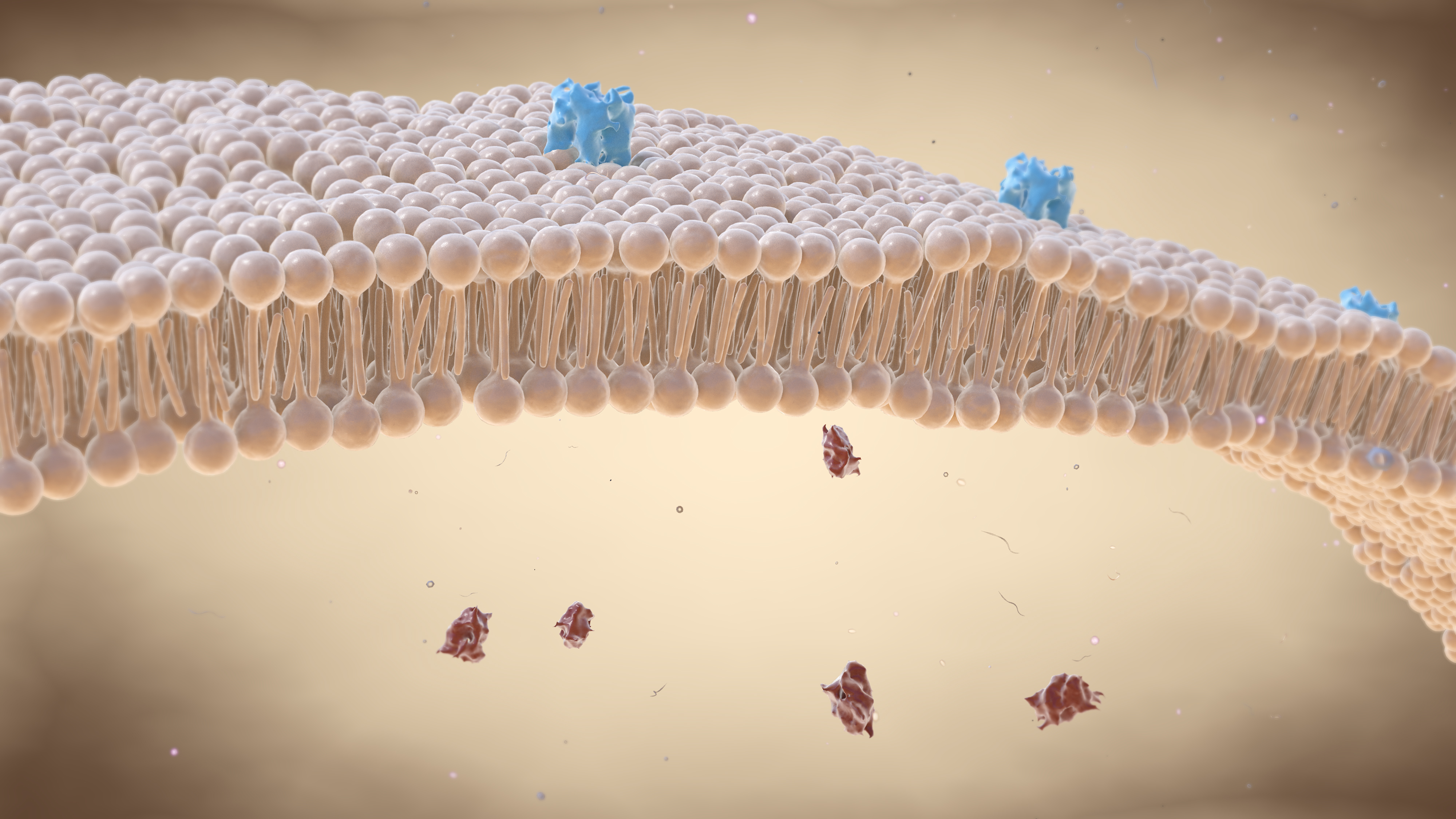 Il fosforo è anche coinvolto nella costruzione delle membrane cellulari come componente importante delle loro unità costruttive, i fosfolipidi.