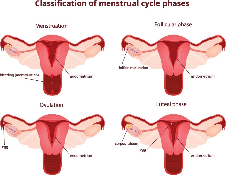 4 fasi del ciclo mestruale